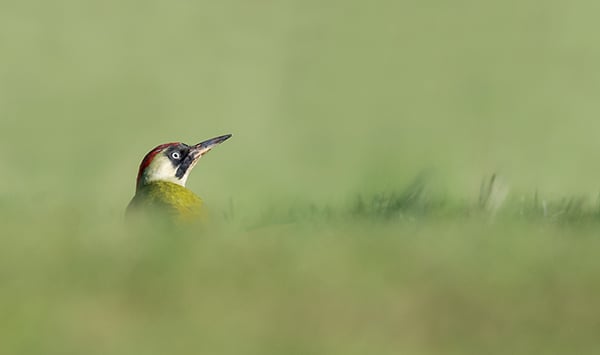 LD_Green_Woodpecker